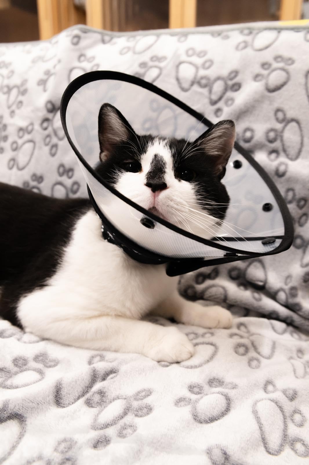 Black Medium Cat Cone Collar E124964