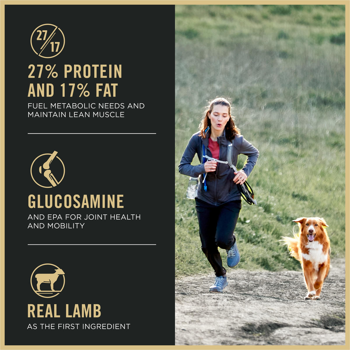 High Protein Small Bites Lamb & Rice Dog Food 37.5 Pound V43574